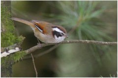 Fulvetta vinipectus