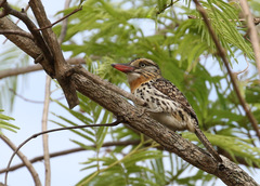 Nystalus maculatus