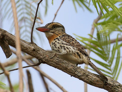 Nystalus maculatus