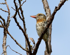Nystalus maculatus