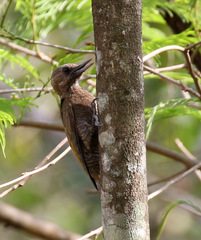 Dryobates passerinus