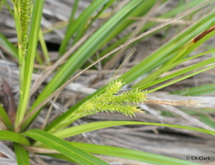 Carex alligata