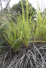 Carex alligata