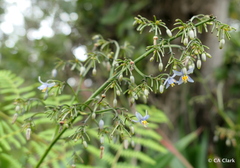 Dianella sandwicensis