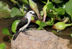 Fluvicola albiventer