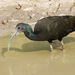 Green Ibis - Photo (c) guyincognito, some rights reserved (CC BY-NC), uploaded by guyincognito