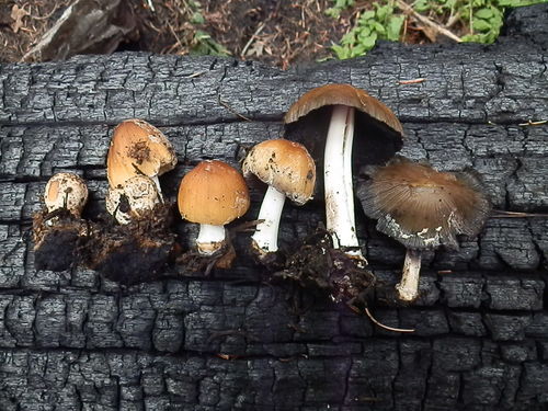 Coprinellus bipellis image