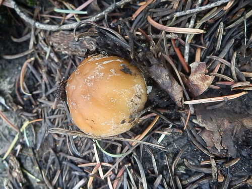 Coprinellus bipellis image