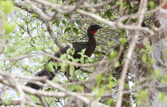 Penelope ochrogaster