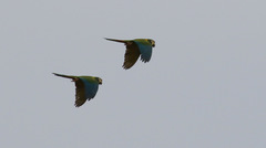 Primolius auricollis