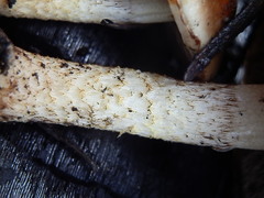 Pholiota brunnescens image