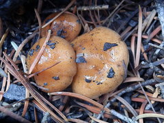 Pholiota brunnescens