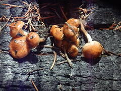 Pholiota brunnescens