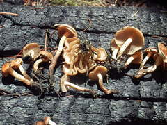 Pholiota brunnescens