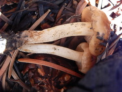 Pholiota brunnescens