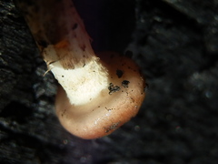 Pholiota brunnescens