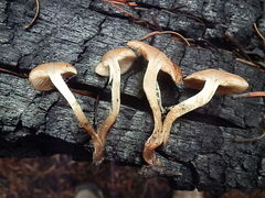 Pholiota brunnescens