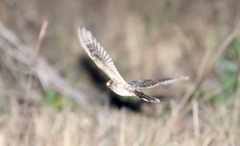 Hydropsalis maculicaudus