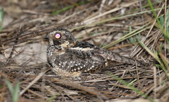 Hydropsalis maculicaudus
