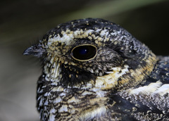 Hydropsalis maculicaudus