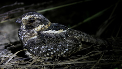Hydropsalis maculicaudus