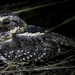 Spot-tailed Nightjar - Photo (c) guyincognito, some rights reserved (CC BY-NC), uploaded by guyincognito