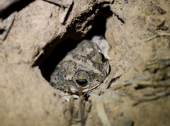 Rhinella mirandaribeiroi