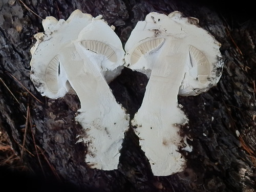 Pinecone Amanita