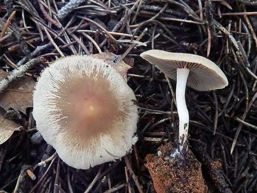 Candolleomyces candolleanus, foto de la comunidad