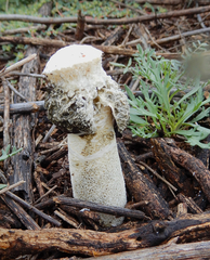 Itajahya galericulata