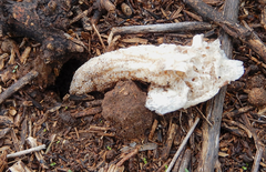 Itajahya galericulata