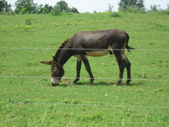 Equus asinus × caballus