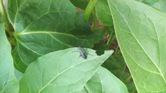 Epicauta curvicornis