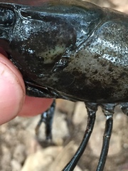 Procambarus raneyi