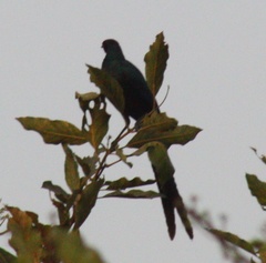 Lamprotornis caudatus