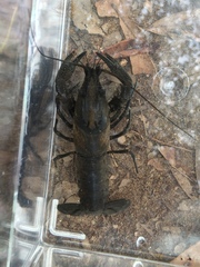 Procambarus raneyi