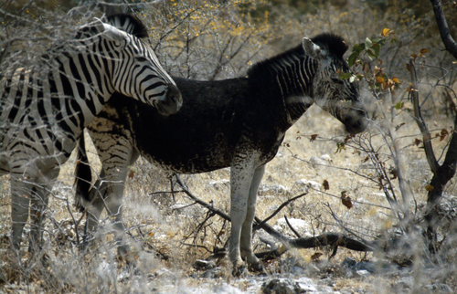Plains Zebra, Namibia, photo 8 of 10