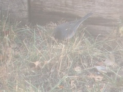 Junco hyemalis cismontanus