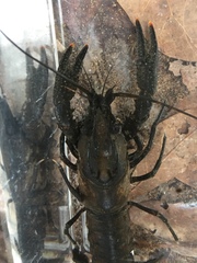 Procambarus raneyi