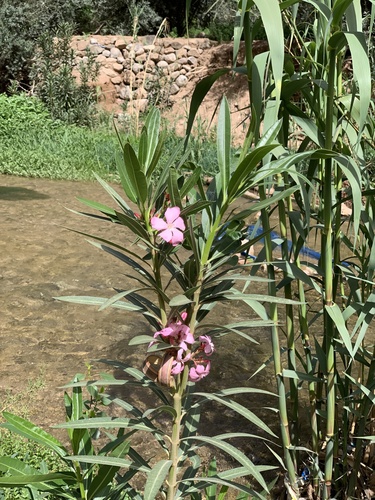 Nerium oleander image