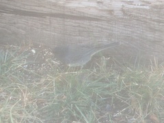 Junco hyemalis cismontanus