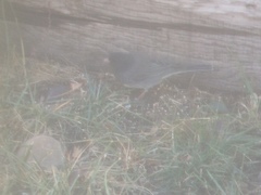Junco hyemalis cismontanus