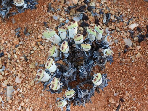 Image of Cheiridopsis namaquensis by (c) amantedarmanin, some rights reserved (CC BY)