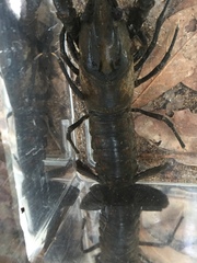 Procambarus raneyi