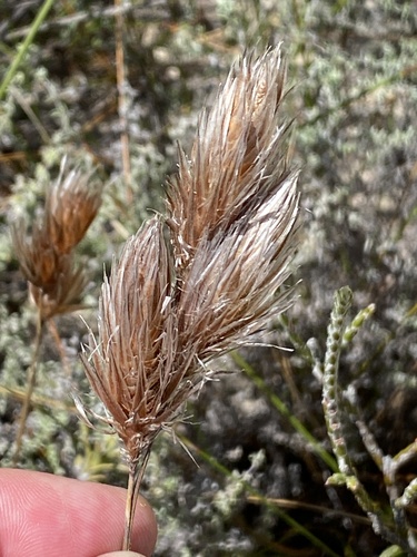 Goldhead Thatchreed (Thamnochortus acuminatus)