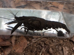 Procambarus raneyi