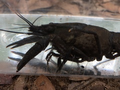 Procambarus raneyi