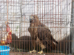 Buteo jamaicensis