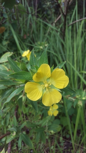Ludwigia peruviana image
