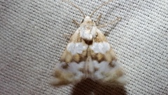 Schinia alencis